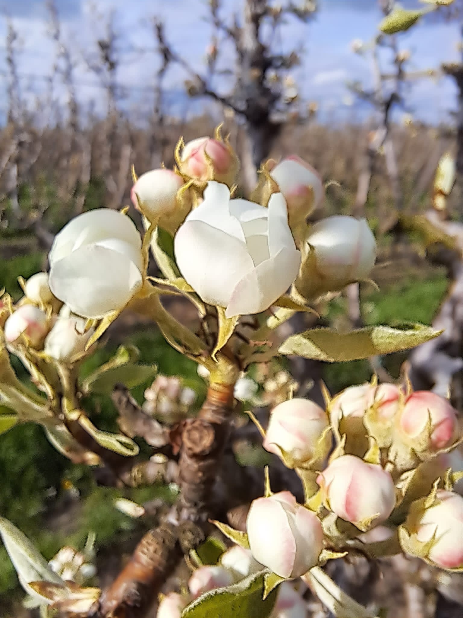 Fruitbedrijf Notermans - Noorbeek