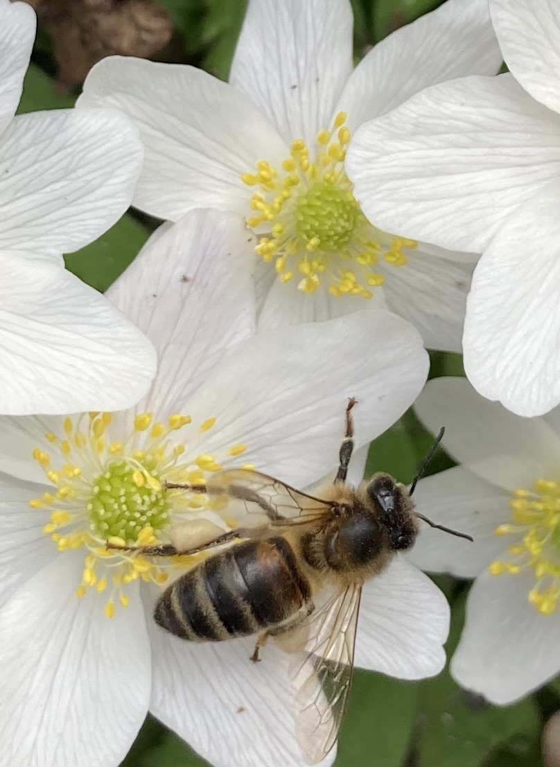 🐝 Anna’s bijen 🐝 - Eemnes